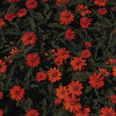 皇家88app下载截图